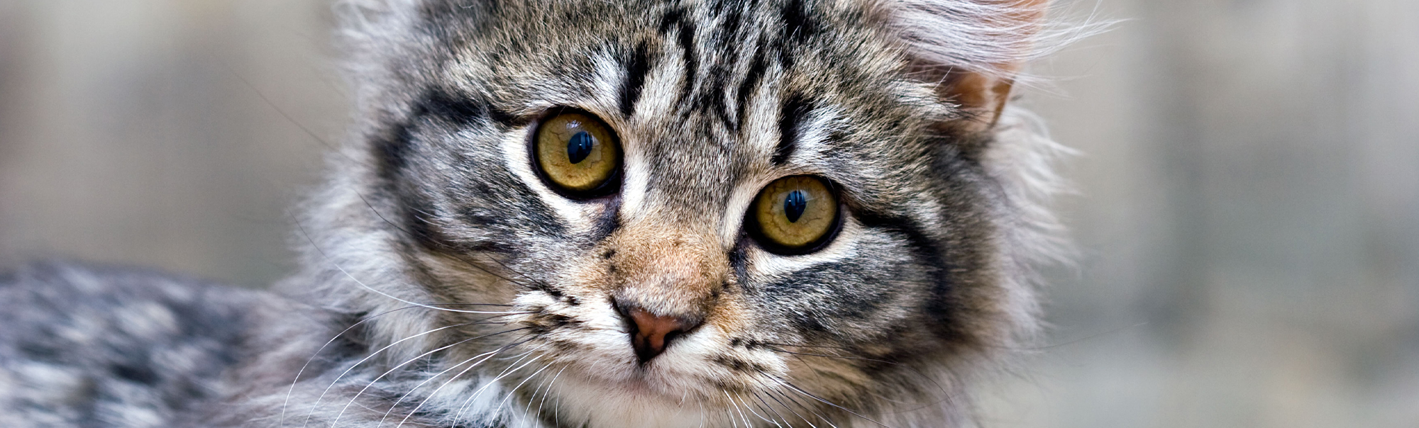 Background 1 - Cat