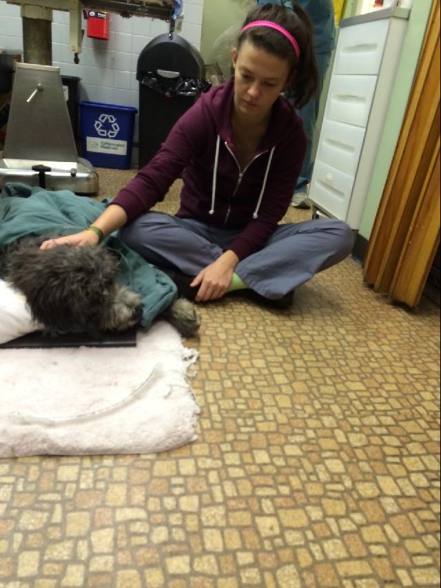 Seven Locks Animal Hospital - Slide 4